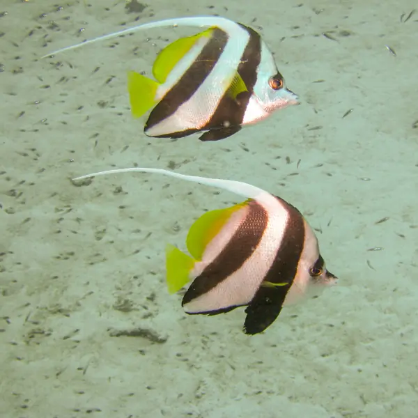 Banner fish in Pattaya and Samae San