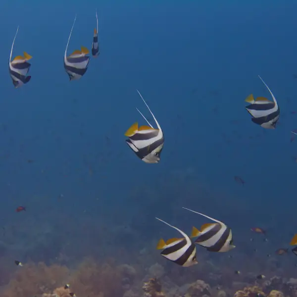 Banner fish in Pattaya and Samae San