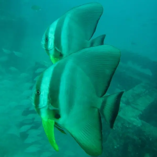 Batfish in Pattaya and Samae San