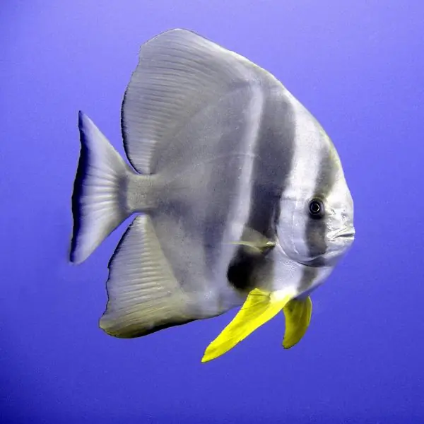 Batfish in Pattaya and Samae San