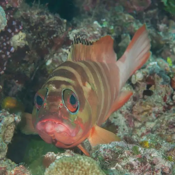 blacktip groupers in pattaya and samae san