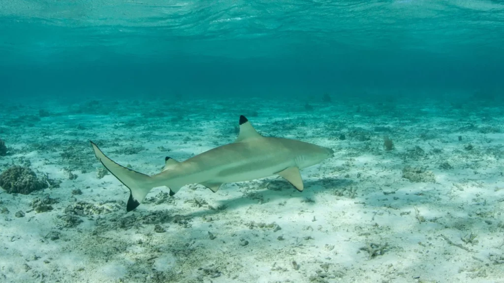 Blacktip Reef Shark in Pattaya and Samae San