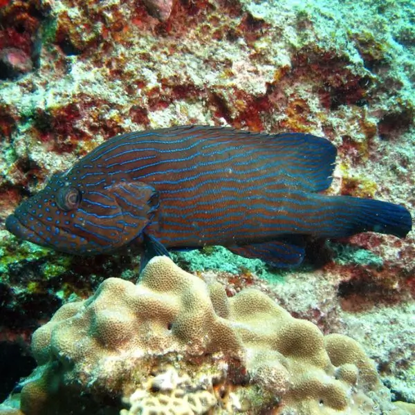 blue-lined groupers in pattaya and samae san