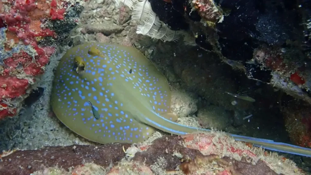 The Ultimate Guide to Blue Spotted Stingray in Pattaya and Samae San