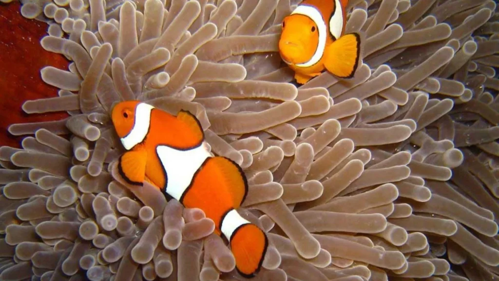 The Ultimate Guide to Clownfish in Pattaya and Samae San Dive Sites