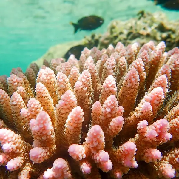 corals in pattaya and samae san