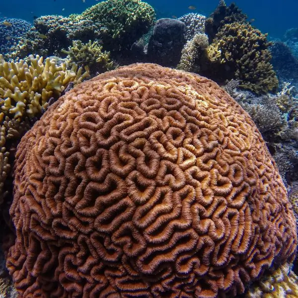 corals in pattaya and samae san