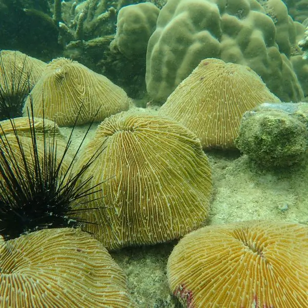 corals in pattaya and samae san