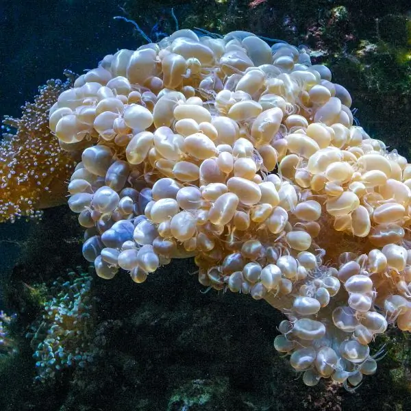 corals in pattaya and samae san