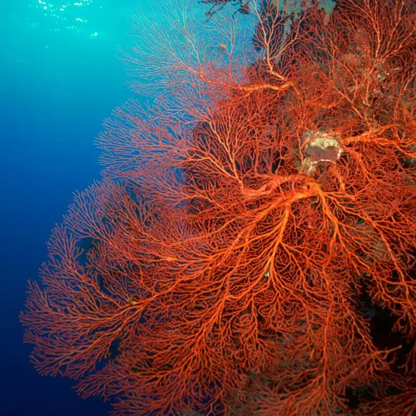 corals in pattaya and samae san
