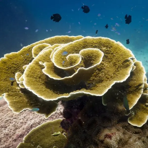 corals in pattaya and samae san