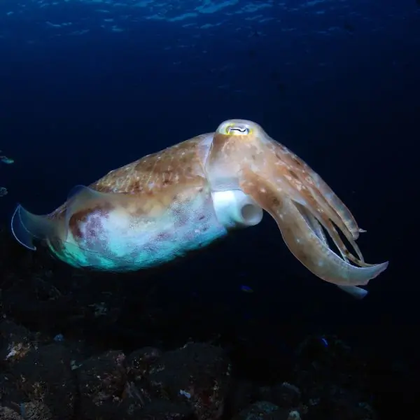 Cuttlefish in Pattaya and Samae San