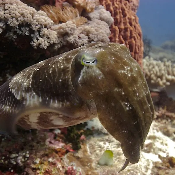 Cuttlefish in Pattaya and Samae San
