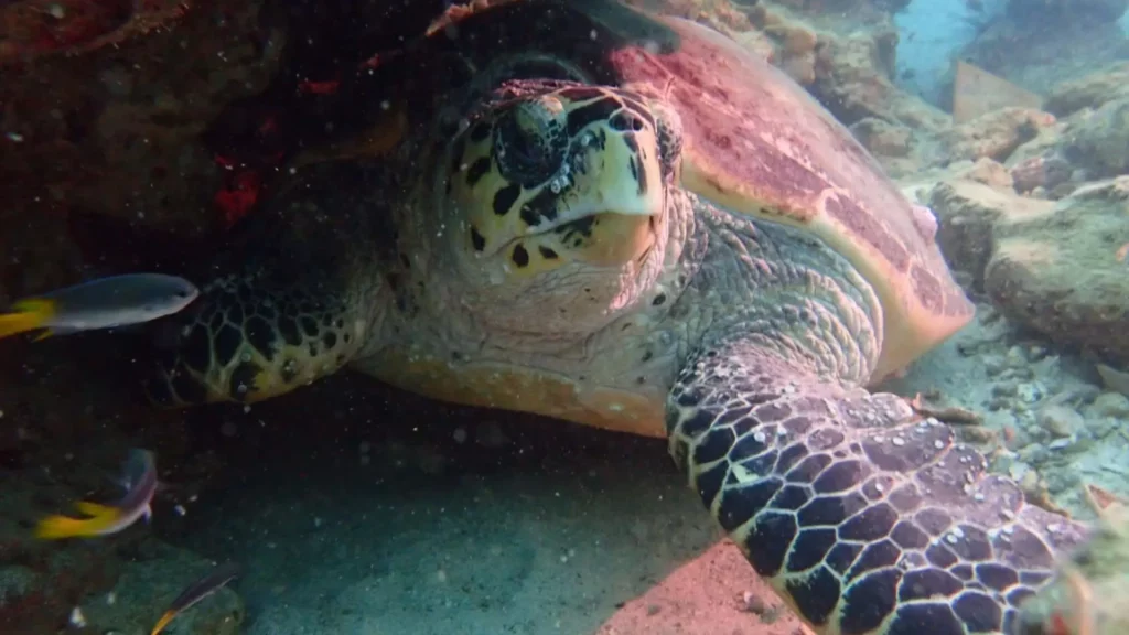 The Ultimate Guide to Hawksbill Sea Turtle in Pattaya and Samae San