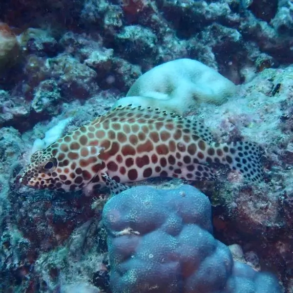 honeycomb groupers in pattaya and samae san