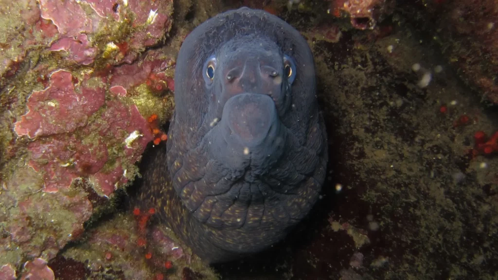 Moray Eels in Pattaya and Samae San