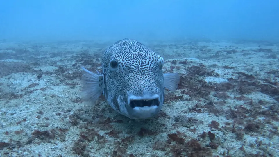 The Ultimate Guide to Porcupine Pufferfish in Pattaya and Samae San Dive Sites