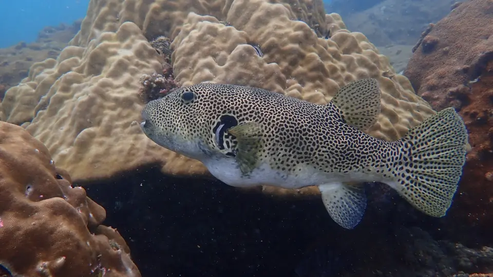 The Ultimate Guide to Porcupine Pufferfish in Pattaya and Samae San Dive Sites