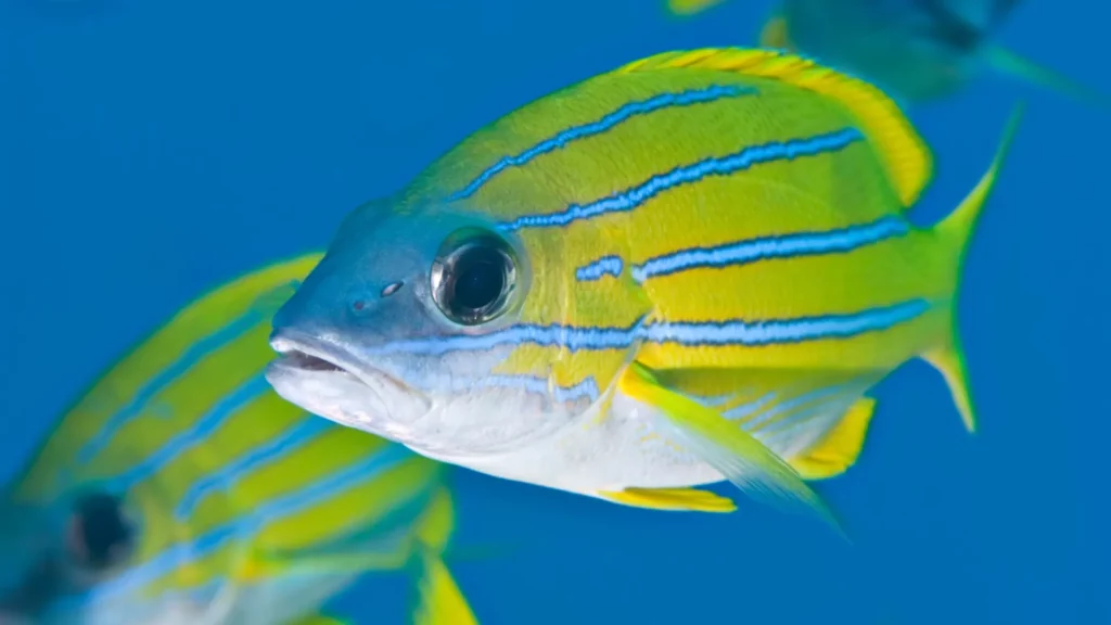 snappers in pattaya and samae san