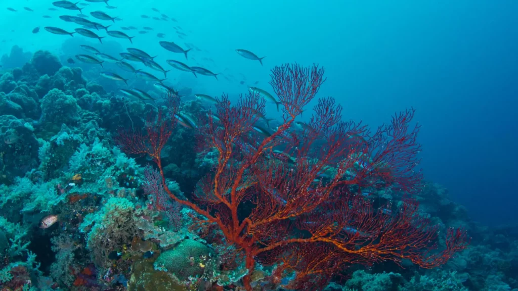 Ultimate Guide to Koh Man Wichai dive site Pattaya